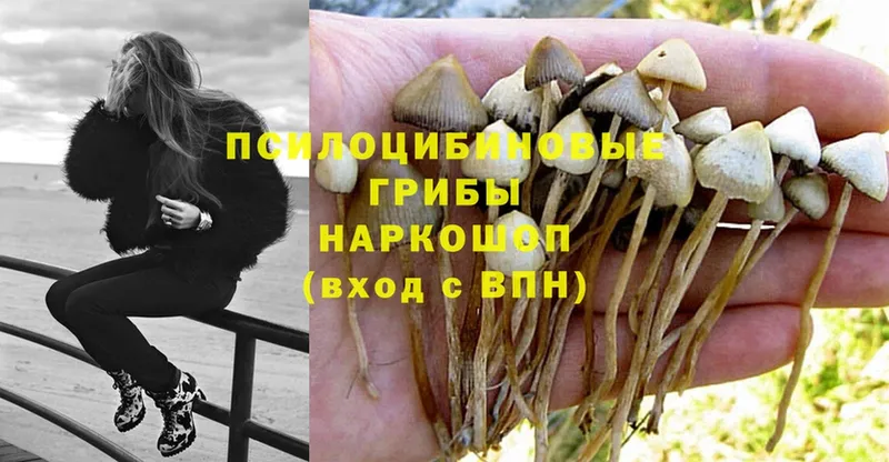 как найти   Петушки  Галлюциногенные грибы Psilocybe 